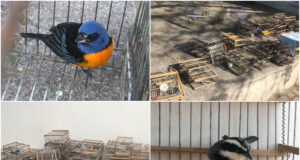 Rescatan en San Luis 60 aves que sufrían tráfico ilegal