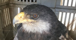 San Luis: un águila mora fue rescatada y se recupera en el Centro de Conservación de Vida Silvestre