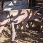 Entregas-de-Cerdos-10