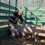 Entregas-de-Cerdos-9