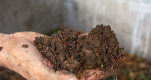 Las plantas aromáticas y el humus orgánico se suman a las ofertas de Sol Puntano