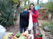 Bolsones de verduras de la Agricultura Familiar en Luján, Alem y San Francisco