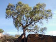 Seminario sobre Tecnologías para el Manejo Sustentable de los Recursos Naturales