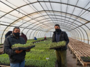 “Sol Puntano” comenzó con la entrega de bandejas hortícolas a municipios y productores