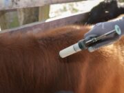 San Luis: detectaron un foco de rabia en La Florida y deben vacunar a 3.000 animales