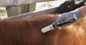 San Luis: detectaron un foco de rabia en La Florida y deben vacunar a 3.000 animales