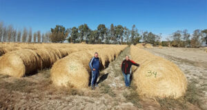 La ganadería de zonas áridas impulsa el cultivo de alfalfa
