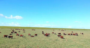 Las vacas argentinas: con barbijo… y pastoreando sustentablemente