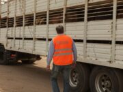 Buenas prácticas previas al transporte: cómo minimizar el estrés en el ganado