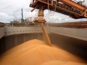 Exportaciones de maíz superan a las del año pasado