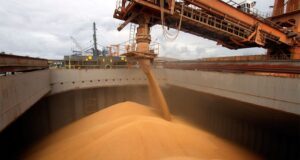 Exportaciones de maíz superan a las del año pasado
