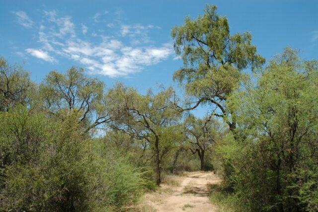 07 - 07 - Bosques de Córdoba