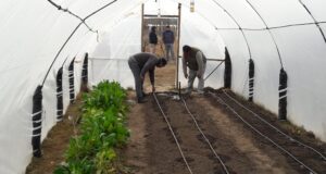 Trabajos en horticultura emprendidos por Agricultura Familiar en San Martín y Ayacucho
