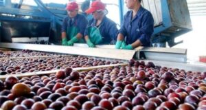 ¿Qué es el Plan Mendoza Activa?
