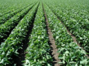 Fuerte concentración de tierras en la provincia de Santa Fe