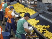 Se cancela la exportación de limones a la Unión Europea