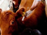 Laboratorio argentino extiende la provisión de vacunas antiaftosa a EEUU
