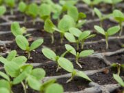 Autoproducción de Semillas Agroecológicas: Los primeros pasos en Córdoba