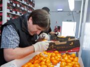 En el primer semestre crecieron las exportaciones de agroalimentos