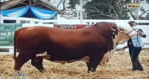 Remate de Colombo y Magliano por TV: se pagó $ 1.370.000 por un toro Braford