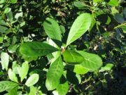 Continúan estables el consumo y la producción de yerba mate