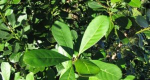 Continúan estables el consumo y la producción de yerba mate