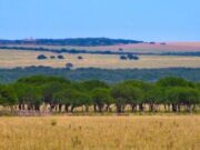 La actividad inmobiliaria rural subió casi 90% en junio