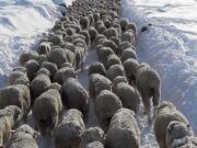Agricultura convocó al Consejo Agropecuario por las nevadas en la Patagonia