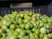 El Banco de Germoplasma de olivo del INTA, el más grande de América