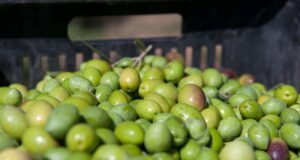 El Banco de Germoplasma de olivo del INTA, el más grande de América