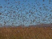Las langostas se mueven por el norte del país