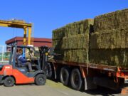 Sale de San Luis la primera exportación de alfalfa de alta calidad rumbo a Emiratos Árabes