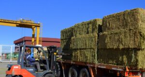 Sale de San Luis la primera exportación de alfalfa de alta calidad rumbo a Emiratos Árabes