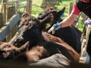 Senasa extiende hasta octubre el plazo para la revalidación de acreditaciones para veterinarios