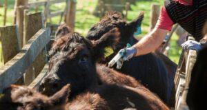 Senasa extiende hasta octubre el plazo para la revalidación de acreditaciones para veterinarios