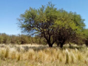 Destinan fondos para productores de San Luis que protejan los bosques nativos