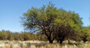 Destinan fondos para productores de San Luis que protejan los bosques nativos