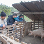 Entrega-Porcinos-5
