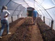 Cómo colocar la cobertura plástica en el invernadero y otras recomendaciones