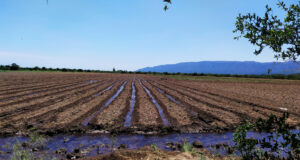 San Luis: usuarios de agua para riego ya pueden completar la intención de siembra de manera online