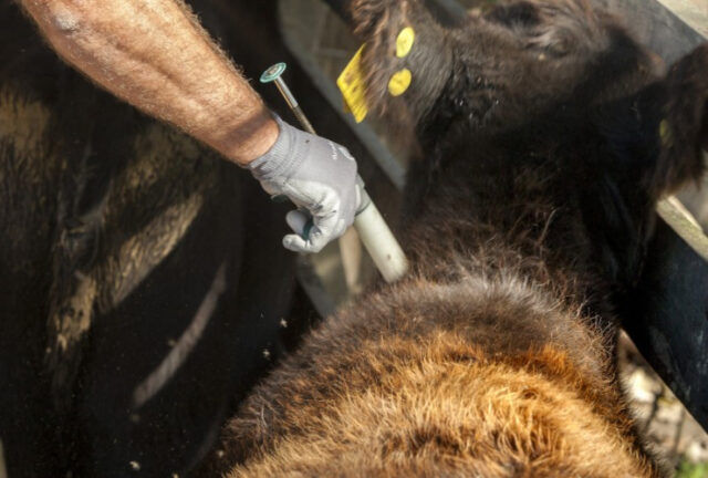 Vacuna-rabia-Agencia