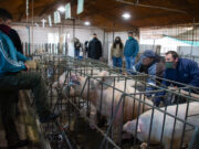 Se realizaron acciones de sanidad animal en dos escuelas agrotécnicas del interior provincial
