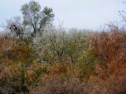 El clima en San Luis: se espera la llegada de una ola polar durante este fin de semana