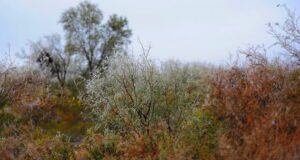 El clima en San Luis: se espera la llegada de una ola polar durante este fin de semana