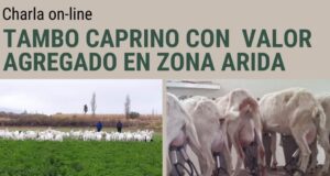 Charla online: tambo caprino con valor agregado en zona árida