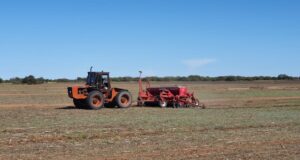 El Gobierno de San Luis plantó 600 hectáreas de alfalfa en banquinas de autopistas
