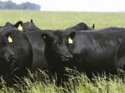 Curso virtual: “Control de la tuberculosis bovina; de lo ideal a lo posible»