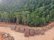 La necesidad de proteger bosques para preservar la salud