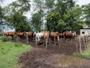 Foco de Anemia Infecciosa Equina en Lincoln
