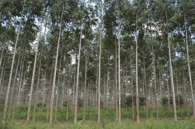 04 - 08 - forestadores